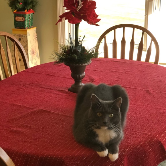 Fiona, My Posh Helper - Picture 9 of 10